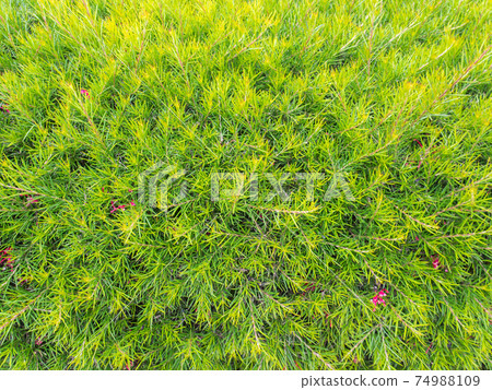 Grevillea or toothbrush plant bush hedge closeup Grevillea or toothbrush plant bush hedge closeup 74988109