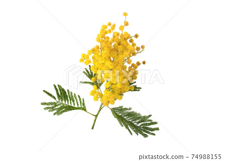 Mimosa or acacia fluffy spring yellow flowers isolated on white 74988155