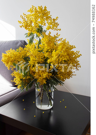 Mimosa or acacia spring yellow fluffy flowers bouquet. Mimosa or acacia spring yellow fluffy flowers bouquet. 74988162