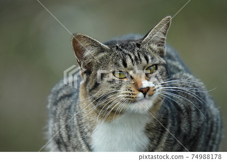 Handsome young stray cat Kijitora white male yawns defenselessly Handsome young stray cat Kijitora white male yawns defenselessly 74988178