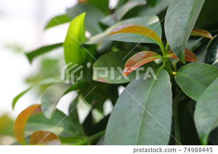 山竹和雨滴的年輕葉子 74988445
