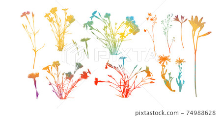 multicolored Alpine willowherb flowers isolated on white. mountain carnation multicolored objects. Vector illustration 74988628