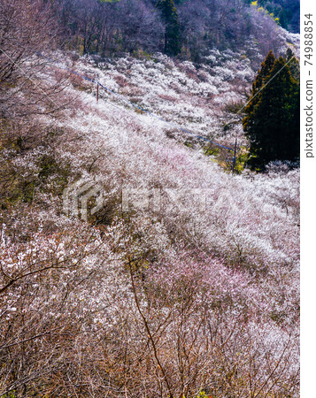 琉球山西枝園的梅園 琉球山西枝園的梅園 74988854