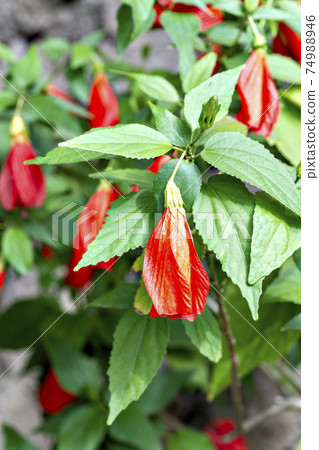 盛開在日本溫室裡的月姬富代 74988946