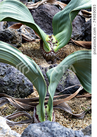 Welwitschia cultivated in a Japanese greenhouse 74989093