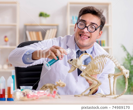 Funny scientist with cat skeleton in lab clinic 74989170