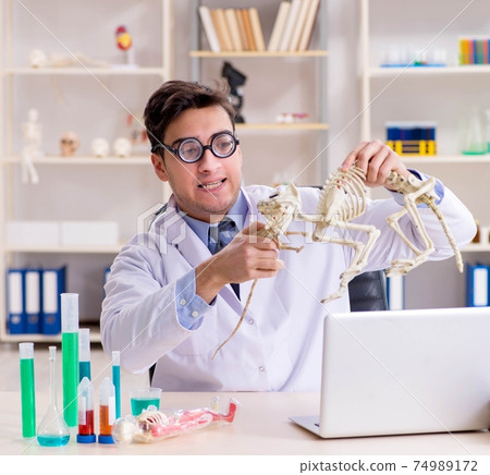 Funny scientist with cat skeleton in lab clinic 74989172