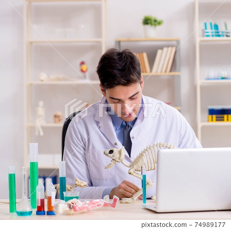 Funny scientist with cat skeleton in lab clinic 74989177