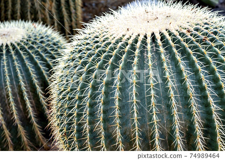 Barrel cactus growing in a Japanese greenhouse Barrel cactus growing in a Japanese greenhouse 74989464