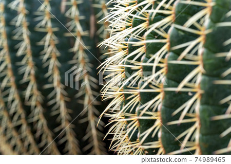 Barrel cactus growing in a Japanese greenhouse 74989465