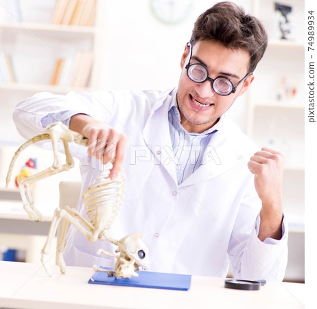 Funny crazy student doctor studying animal skeleton 74989934