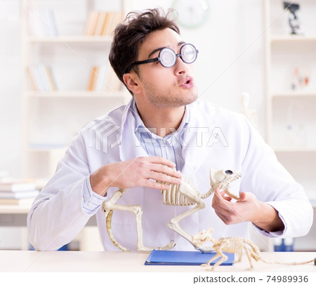Funny crazy student doctor studying animal skeleton 74989936