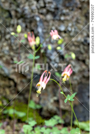 日本溫室中生長的加拿大哥倫拜恩 74990107