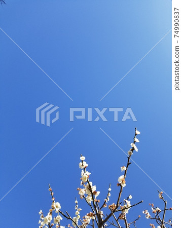 櫻花和藍天 櫻花和藍天 74990837