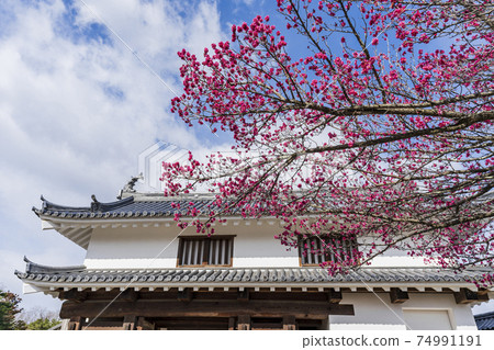 城城縣白石城大手Nino五文花和梅花 城城縣白石城大手Nino五文花和梅花 74991191