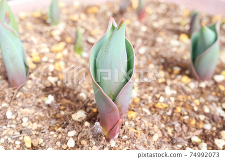鬱金香的萌芽 鬱金香的萌芽 74992073