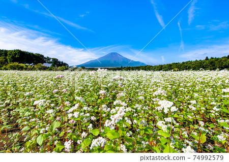 山梨縣山中湖村富士山和蕎麥田（山中湖花之宮公園） 74992579
