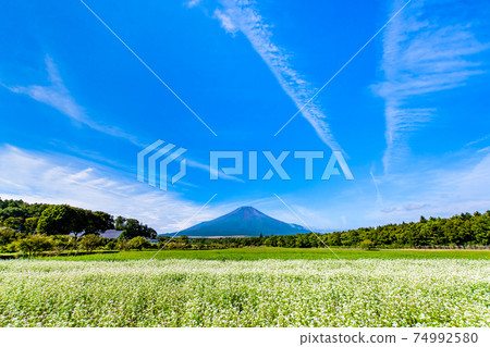 山梨縣山中湖村富士山和蕎麥田（山中湖花之宮公園） 74992580