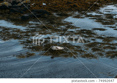 偽造的海豹 74992647