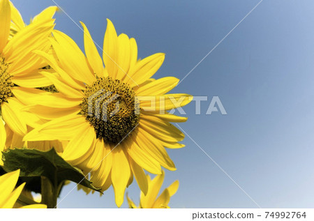 Natural landscape photo: sunflower in Go Me lotus pond  74992764