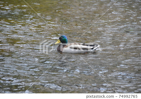 鴨（Wakutamaike富士山本宮淺草大社/靜岡縣富士宮市宮町1-1） 74992765