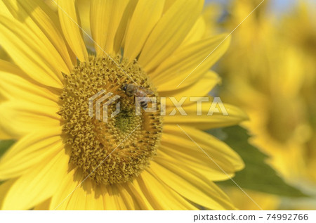 Natural landscape photo: sunflower in Go Me lotus pond Natural landscape photo: sunflower in Go Me lotus pond 74992766