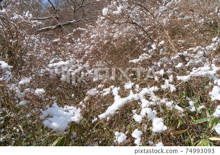 在魚鋪通往六甲山最高峰的路上看到的樹雪 在魚鋪通往六甲山最高峰的路上看到的樹雪 74993093
