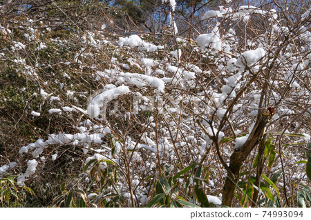 在魚鋪通往六甲山最高峰的路上看到的樹雪 在魚鋪通往六甲山最高峰的路上看到的樹雪 74993094