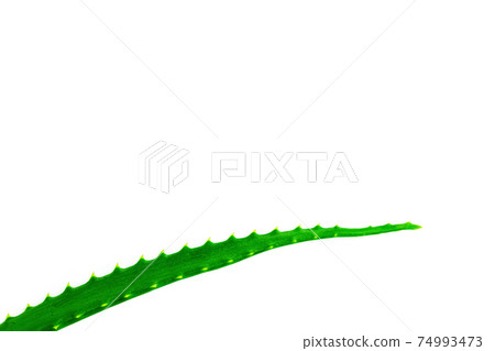 Natural cosmetics, juicy fresh green aloe leaf on white background, cosmetic care, medicinal plants, place for text, copy space Natural cosmetics, juicy fresh green aloe leaf on white background, cosmetic care, medicinal plants, place for text, copy space 74993473