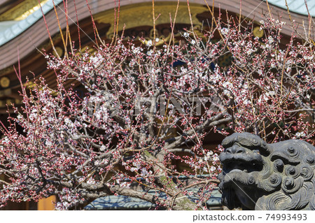 [Tokyo] Yushima Tenjin plum blossoms that have begun to bloom 74993493