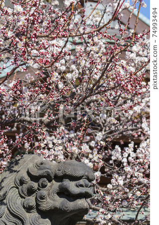 [Tokyo] Yushima Tenjin plum blossoms that have begun to bloom 74993494