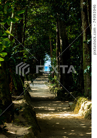 穿過福木樹 穿過福木樹 74993946