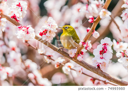 Mejiro and plum blossoms 74993980