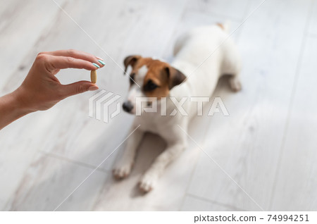 Woman giving the dog jack russell terrier with pill. Woman giving the dog jack russell terrier with pill. 74994251