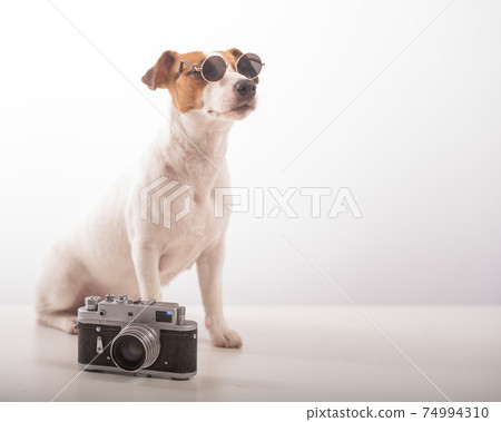 Portrait of Jack Russell Terrier dog wearing in sunglasses with a classic photo camera on a white background 74994310