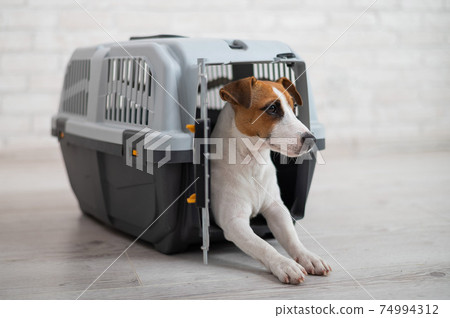 Dog jack russell terrier inside a travel carrier box for animals Dog jack russell terrier inside a travel carrier box for animals 74994312
