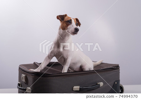 Jack Russell Terrier sits on a suitcase on a white background. The dog is going on a journey with the owners Jack Russell Terrier sits on a suitcase on a white background. The dog is going on a journey with the owners 74994370