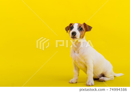 A puppy sits on a yellow background and looks up at the owner. A trained little dog performs a sit command. Purebred Shorthair Jack Russell Terrier. 74994386