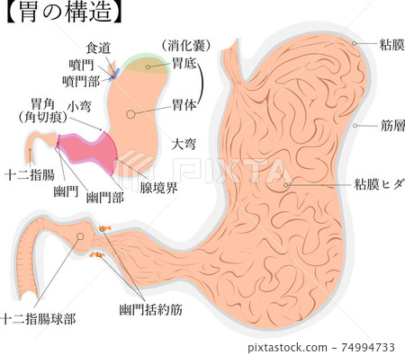 胃結構評論圖-插圖素材[74994733] - PIXTA圖庫