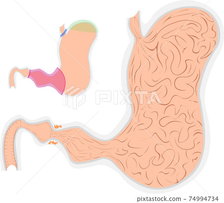 Stomach structure illustration Stomach structure illustration 74994734