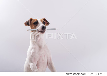 Dog Jack Russell Terrier holds a simple pencil in his mouth on a white background Dog Jack Russell Terrier holds a simple pencil in his mouth on a white background 74994740