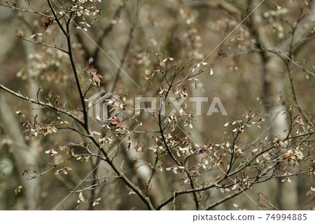 Wait for the time when seeds like angel wings soar to the deciduous maple tree 74994885