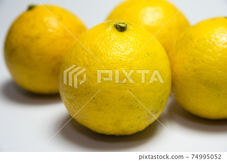 Hyuganatsu Konatsu橙色材料 Hyuganatsu Konatsu橙色材料 74995052