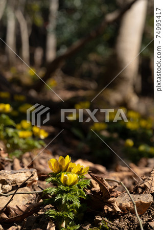 Amur adonis of Mt. Ryozen that began to bloom in the early spring sunshine Amur adonis of Mt. Ryozen that began to bloom in the early spring sunshine 74995417