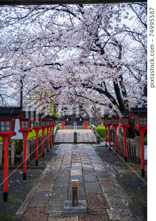 櫻花三多六重野神社 櫻花三多六重野神社 74995587