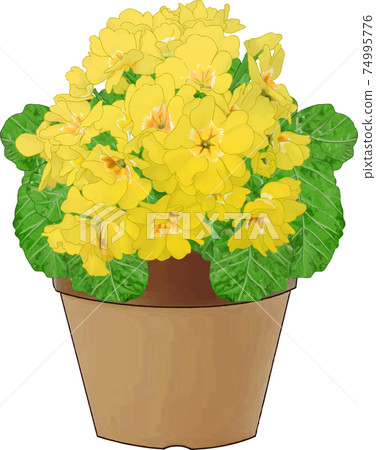 Primula Julian (yellow) 74995776