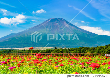 Yamanakako Village, Yamanashi Prefecture Mt. Fuji and Zinnia (Yamanakako Hananomiyako Park) 74995872