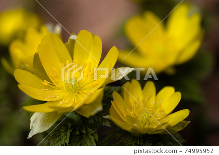 Close Up Of Amur Adonis Blooming In The Early Stock Photo