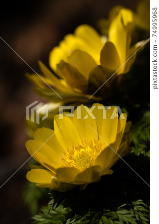 Close Up Of Amur Adonis Blooming In The Early Stock Photo