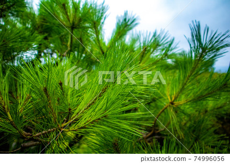 Nature of Abukuma Caves 74996056